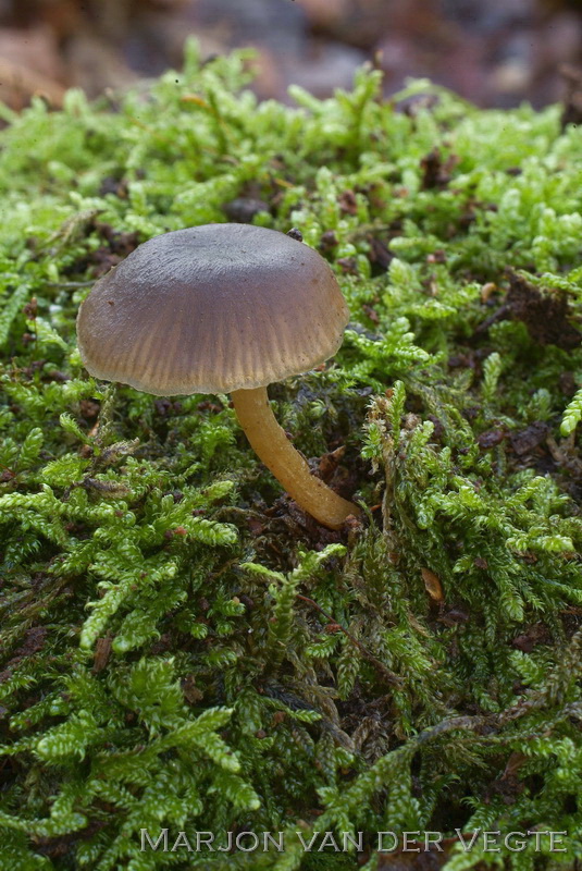 Hertensatijnzwam - Entoloma zuccherellii